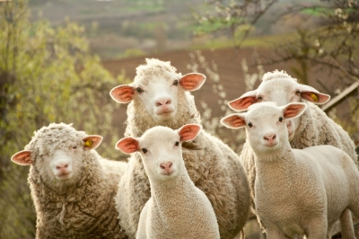 Ծովատեղում  գայլը 102 գլուխ ոչխարներ է հոշոտել: